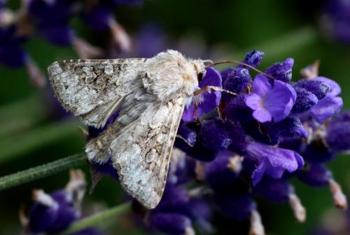 Réf. 186 351 : Hecatera bicolorata